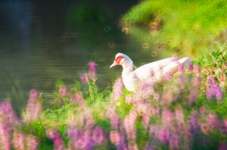 Blur beautiful background of white muscovy duck surrounded with donut ring light bokeh of pink flower and green grass at beautiful and peaceful pound in the forest on sunny dayの写真素材