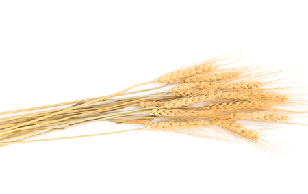 Barley (hordeum) ears and grain wheat on white background (raw material to produce beer, bread, vodka and whisky)の写真素材