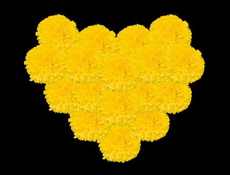 Beautiful, real, soft and fresh yellow Mexican marigold bud flower (Tagetes erecta) garlandの写真素材