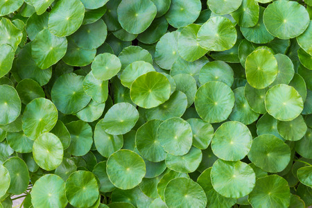 Green nature pattern background of rounded leaf plant (Hydrocotyle Umbellata or Water Pennywort), nature backgroundの写真素材