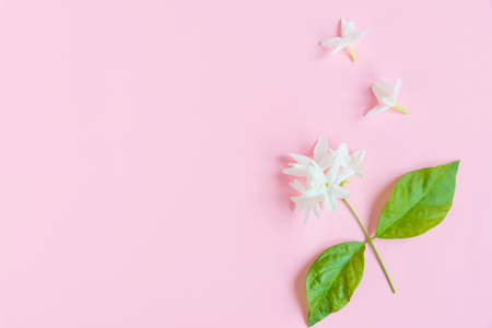 Real, fresh, soft Jasmine flowers with green leaves on beautiful pink background with copy space for text insertion, sweet cute concept for Valentines day or special love eventsの写真素材