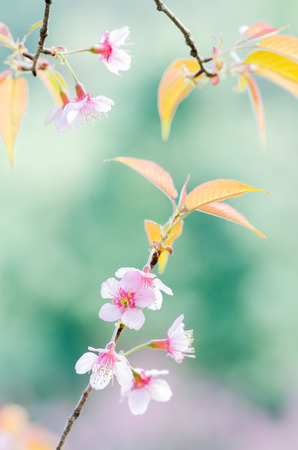 Close-up wild Himalayan Cherry Blossom branch in spring season on mountain in forest, selective focusの写真素材