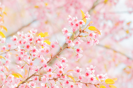 Wild Himalayan Cherry Blossom branch in spring season on mountain in forest as background, selective focusの写真素材
