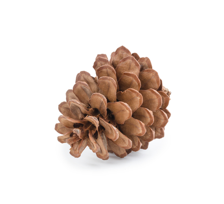 Pine cone isolated on white background (clipping path included) for Christmas decoration, holiday decorative conceptの写真素材