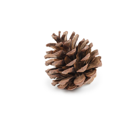 Pine cone isolated on white backgroundの写真素材