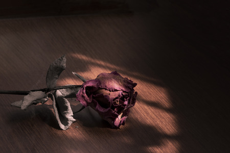 Dried red rose on wood background under sunlight spot from window with copy space for text, logo, wordings insertion or decoration, sad broken-heart feeling concept on Valentine's day in vintage dark toneの写真素材