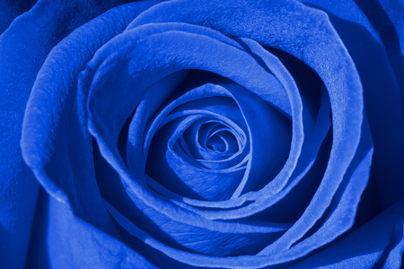 Blue rose background, macro shot of fresh rosa for symbol of love, prosperity, or immortality conceptの写真素材