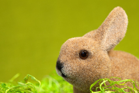 Easter bunny on green with copy spaceの写真素材