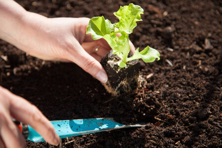 Planting saladの写真素材