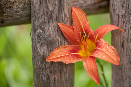Daylily flower leaning on a wooden fenceの写真素材