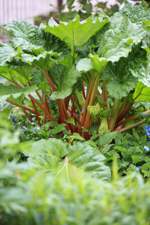 Rhubarb plantの写真素材