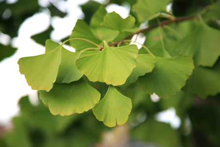 Fresh ginkgo leaves on tree