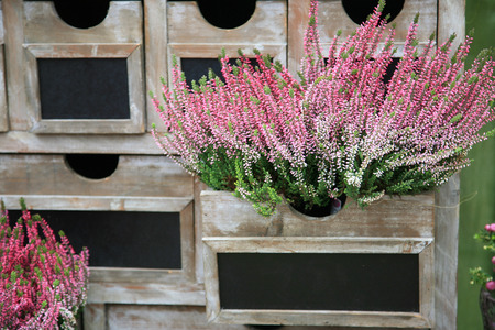 Autumn decoration with Erica plantの写真素材