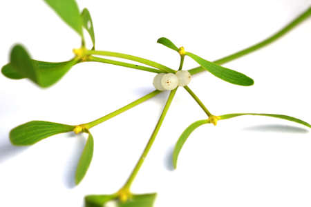 Mistletoe twigの写真素材