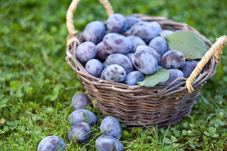 Basket with fresh damson plumsの写真素材