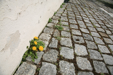 Dandelion breaks through the cobblestonesの写真素材