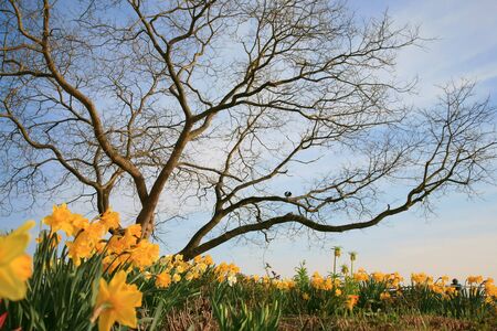 Spring landscape with daffodils and tree