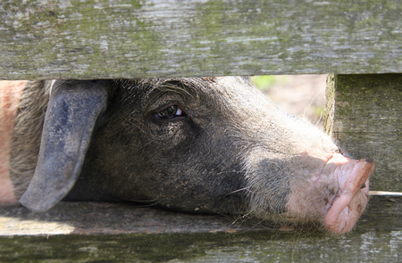 Curious pig looking through wooden fenceの写真素材