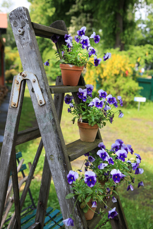 Pansies in flower pots decorated on an old wooden ladder in the gardenの写真素材