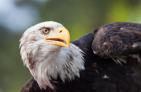American bald eagle