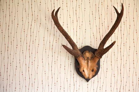Stag's antlers hanging on a wall with vintage wall paperの写真素材
