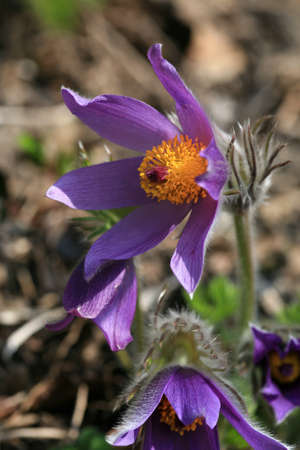 Pulsatilla flower bloom