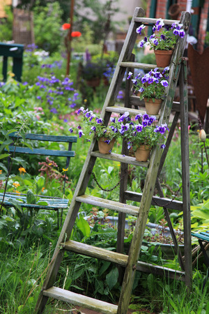 Pansy flowers decorated on an old wooden ladder in the gardenの写真素材