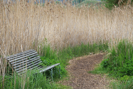 Lonely bench between reet with winding footpathの写真素材