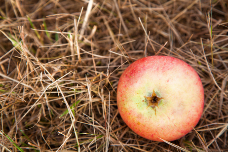Ripe fallen apple on strawの写真素材