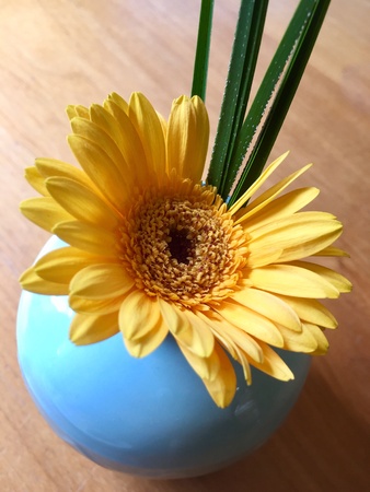 Yellow gerbera flower in a blue vase with blades of grassの素材