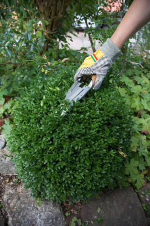 Pruning and shaping a boxwood (Buxus sempervirens) plant with gloves and pruning shears