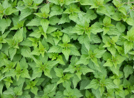 Herbal background with many fresh nettle (Urtica) plants