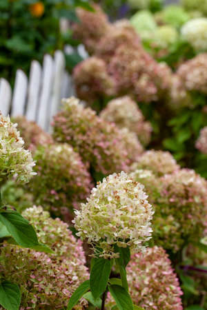 Hydrangea paniculata in the cottage garden