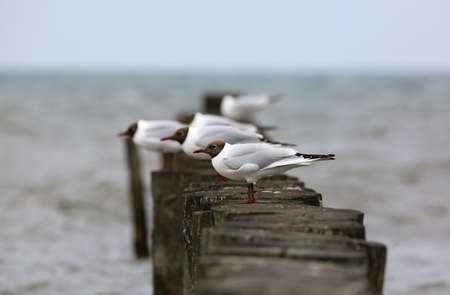 Seagulls sitting on wooden poles in the Baltic Seaの写真素材