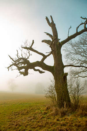Old spooky oak tree in a misty landscapeの写真素材