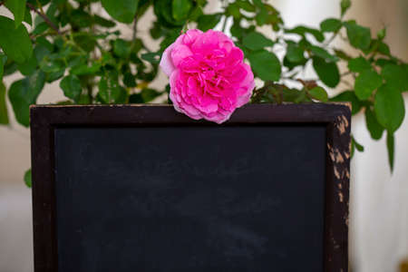 Blank blackboard with pink rose bloomの写真素材