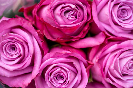A bunch of pink roses as a gift for Valentine's Dayの写真素材