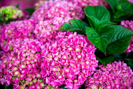 Pink Hydrangea flower bloom in the garden