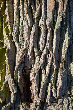 Abstract background pattern of an oak tree bark
