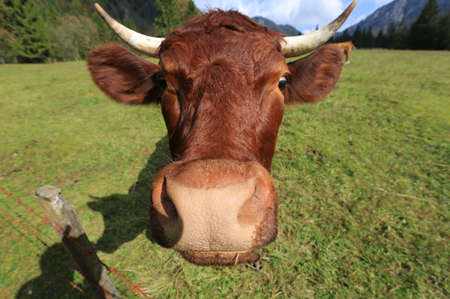 Curious cow with horns on a pasture looking in the camera