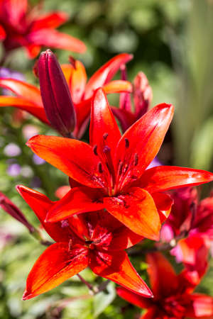 Red lily flower bloom in the gardenの写真素材