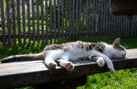 Young cute cat relaxing on wooden benchの写真素材