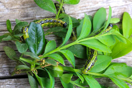 Caterpillar of the box tree moth (Cydalima perspectalis) eating leaves