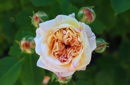 Beautiful yellow rose flower bloom in the gardenの写真素材
