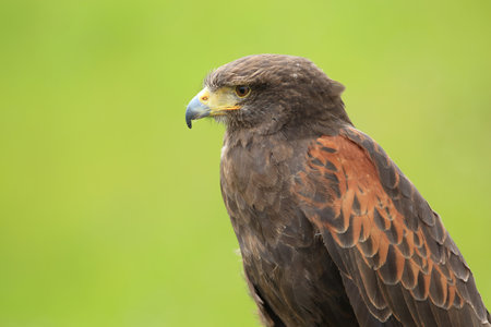 Bird of prey Harris's Hawk (Parabuteo unicinctus)