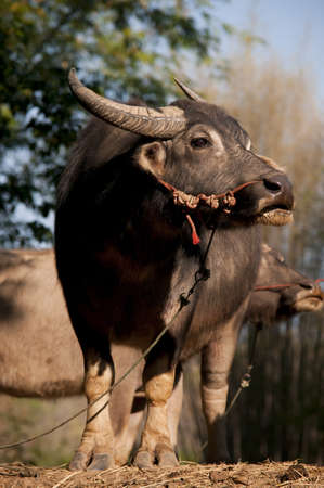 Buffalo Thai 