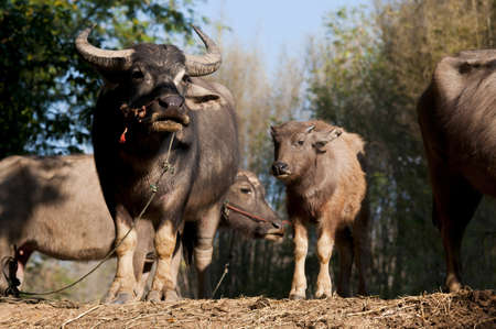Buffalo