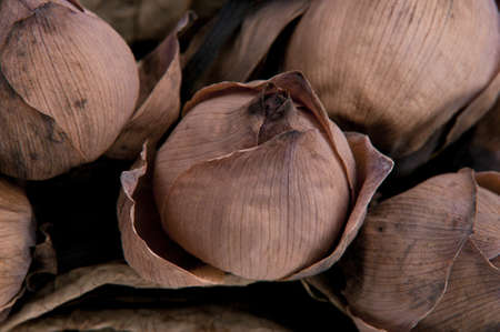 Dried lotus flowers