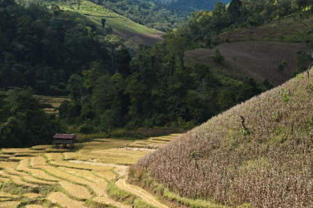 rice terraces in thailand