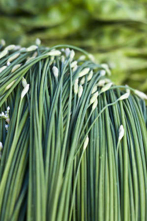 Chives flower on white backgroundの写真素材